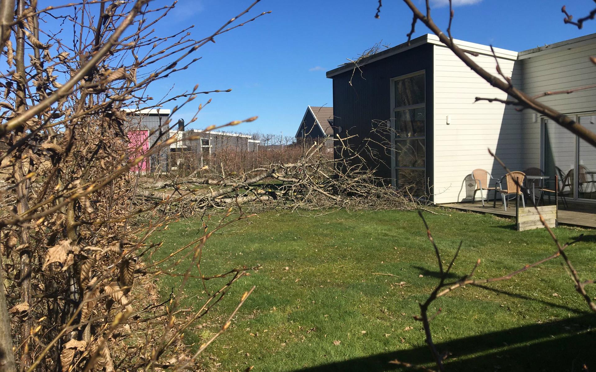 Hade trädet varit någon decimeter längre hade trädet gått in rakt in i huset. 