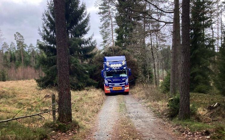 På väg ut ur skogen i Tostared tog det stopp. Granen var så stor att kommunens personal fick ta ner träd för att komma fram.