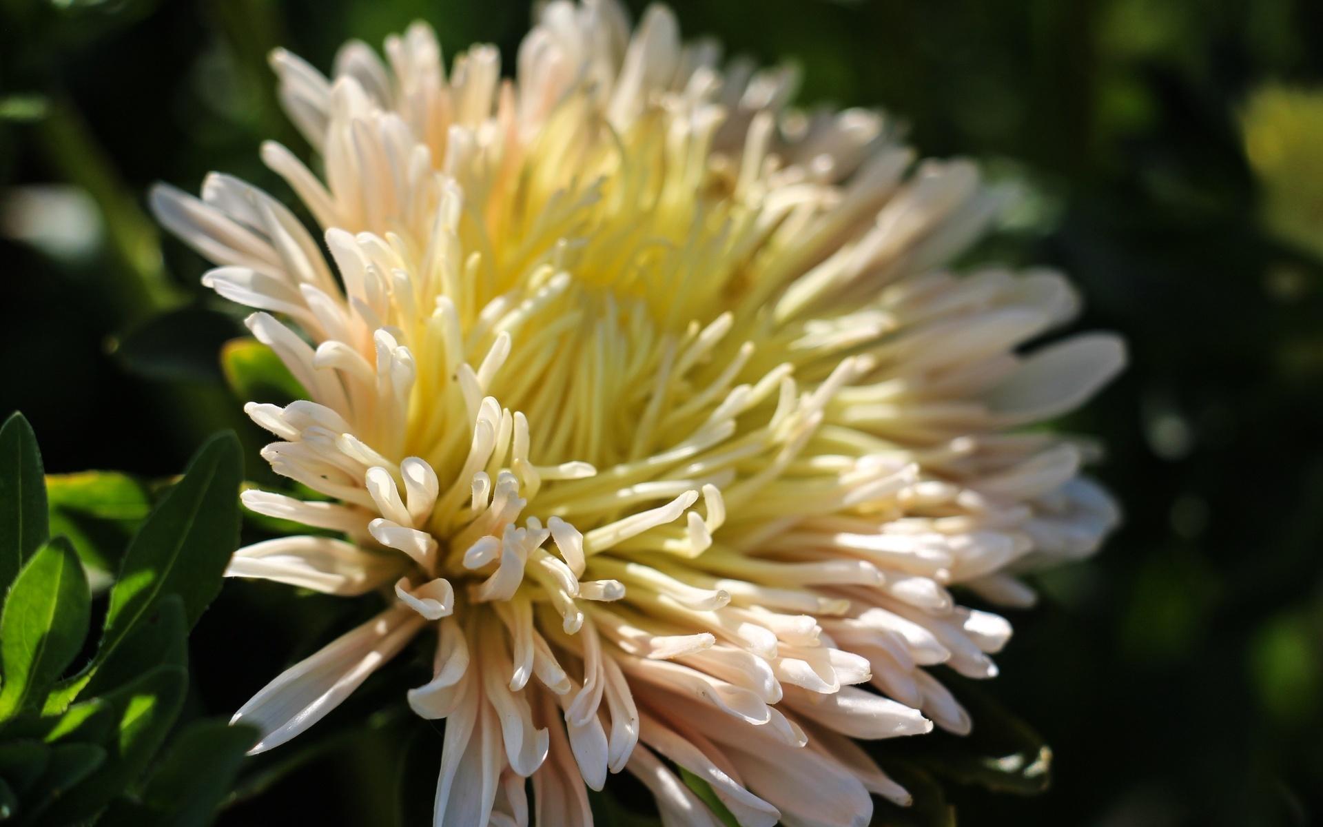 Vilka blommor som finns går i perioder, men ända fram till frosten håller Eva öppet för plock.