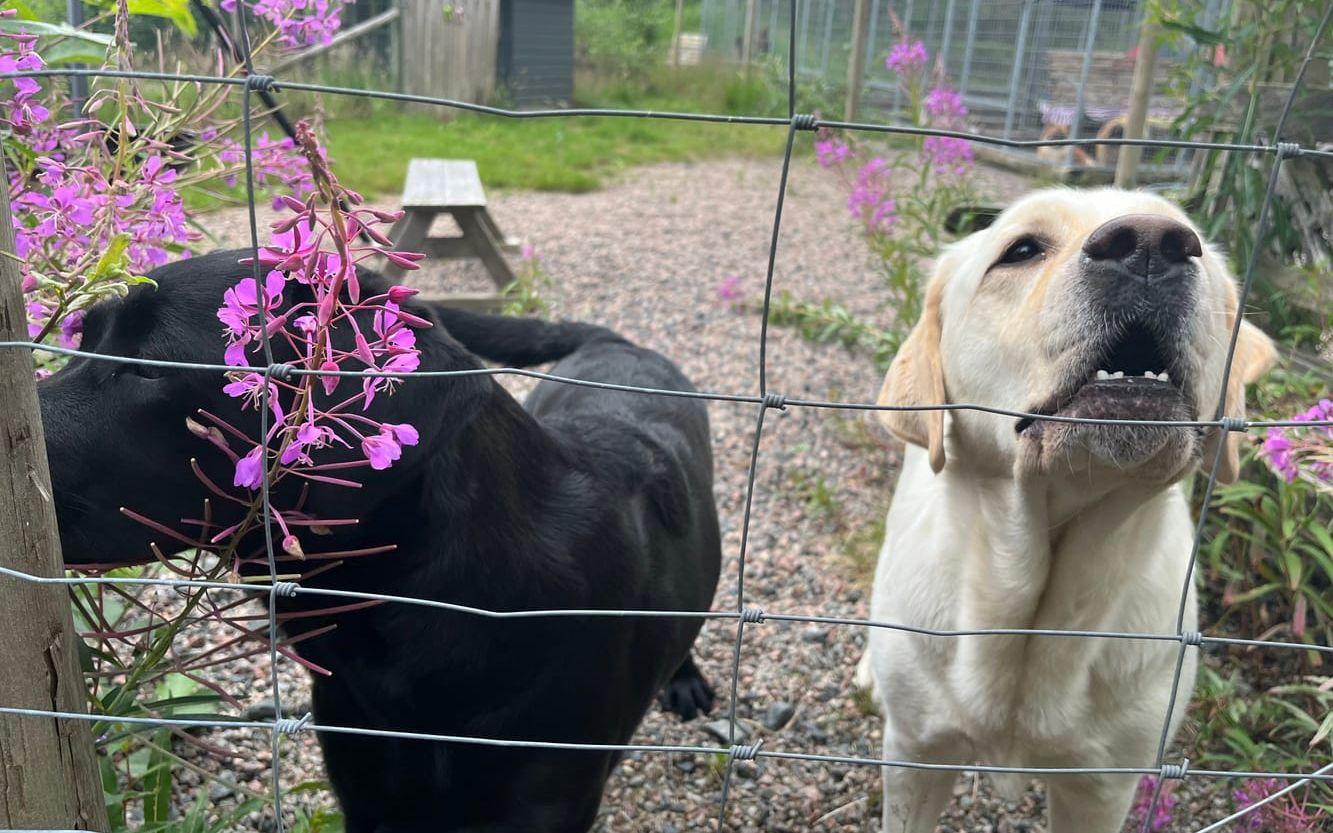 Märtha och Esther är på hundpensionatet i några veckor. 