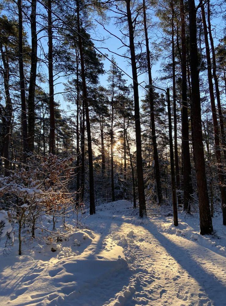 Kungsbackaskogen i vintervit skrud.