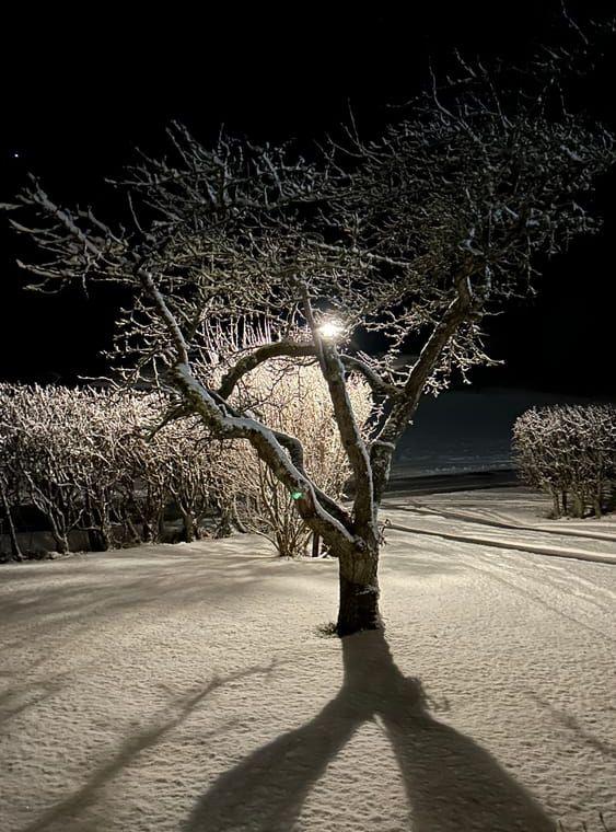 Ljus i mörkret i Västra Hagen.