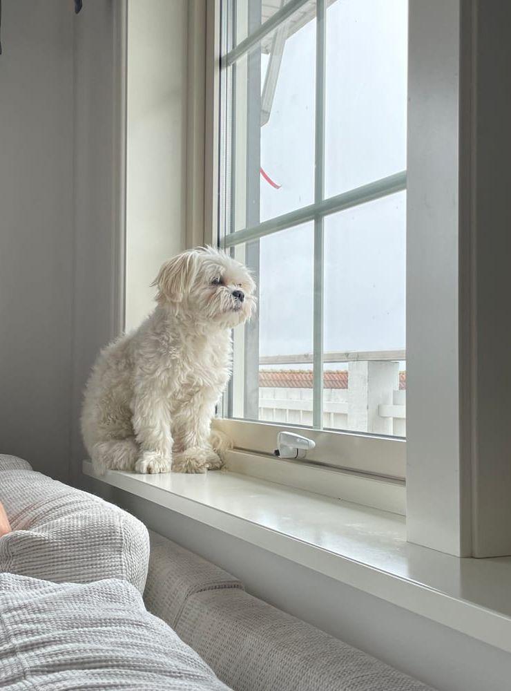 Hunden Frans längtar efter våren.