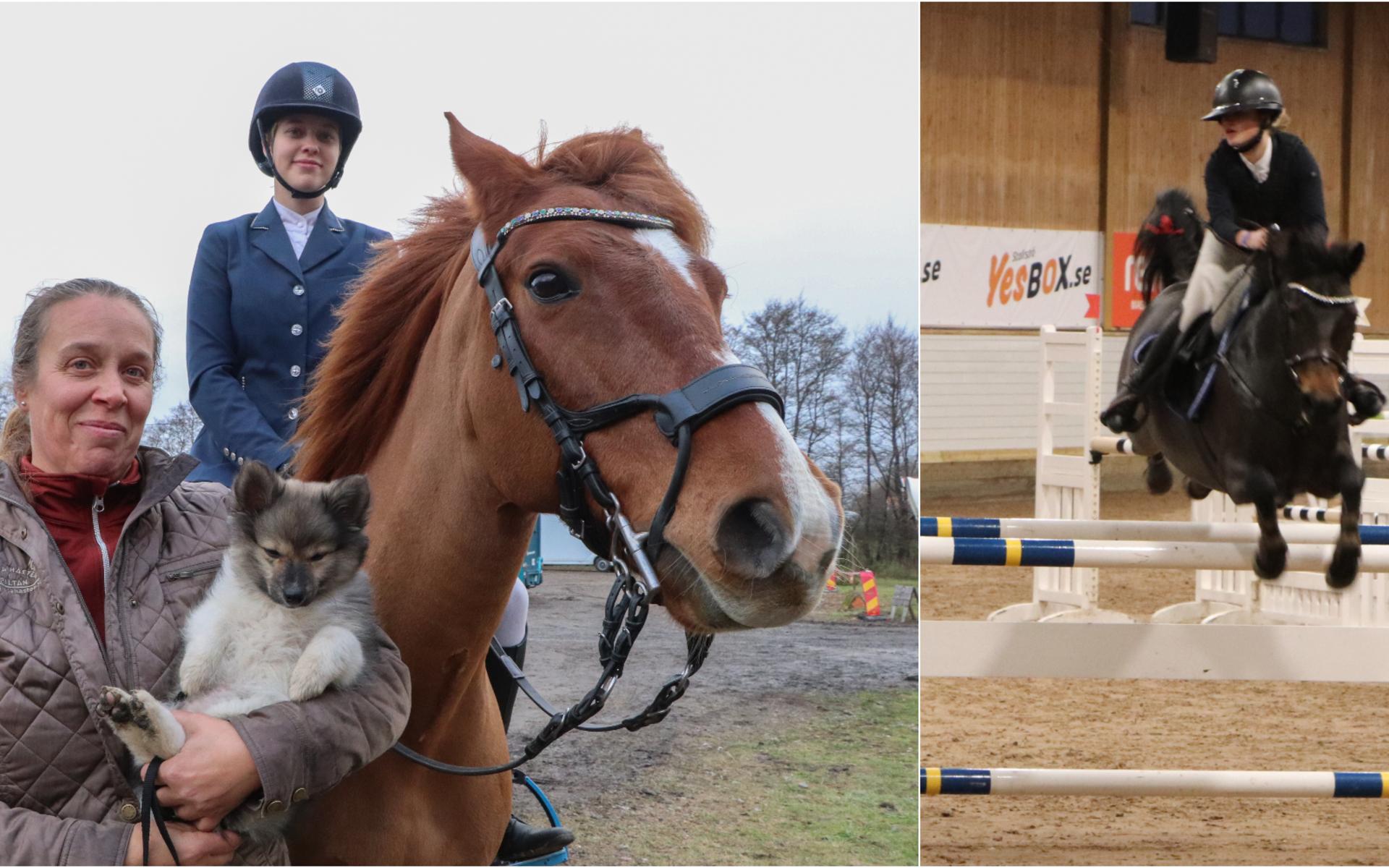 Ponny-SM som hölls i november lockade runt 300 ekipage från hela Sverige. Både tävlande och deras föräldrar öste beröm över Kungsbacka Ridklubb som arrangerat tävlingarna.