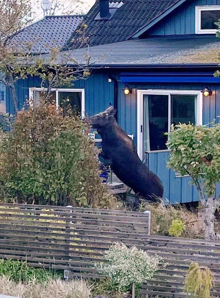 ”Har ni fest, eller?” Älgkon ställde sig på bakbenen och kollade in vad som hände på andra sidan altanstaketet.