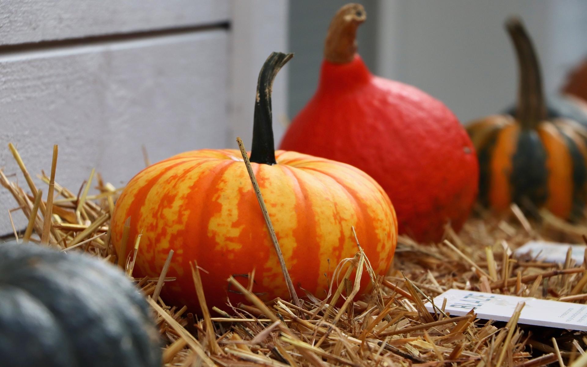 Man kan läsa om och titta på olika sorters matpumpor.