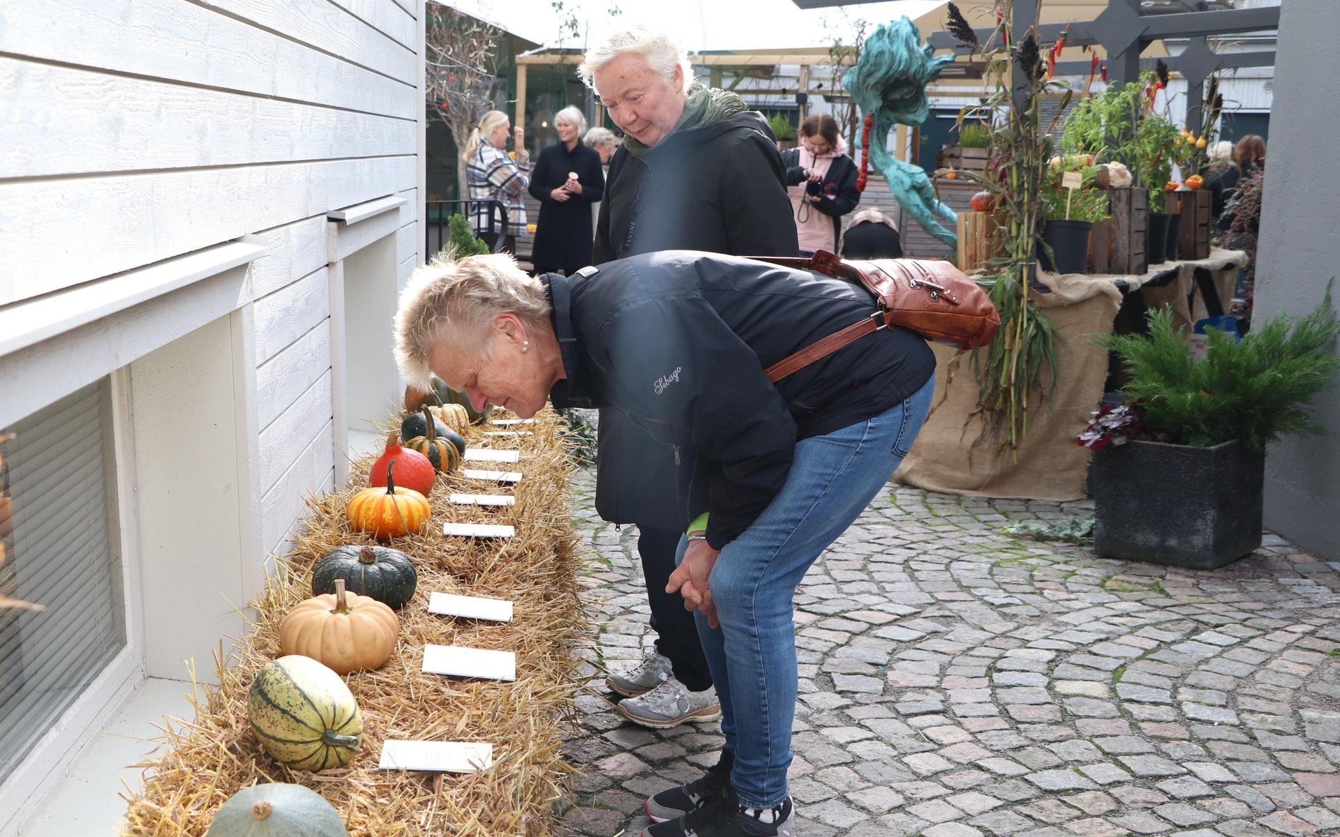 Britt-Inger Nordström och Britt-Marie Persson är nyblivna pensionärer och njuter av att titta på de vackra pumporna.