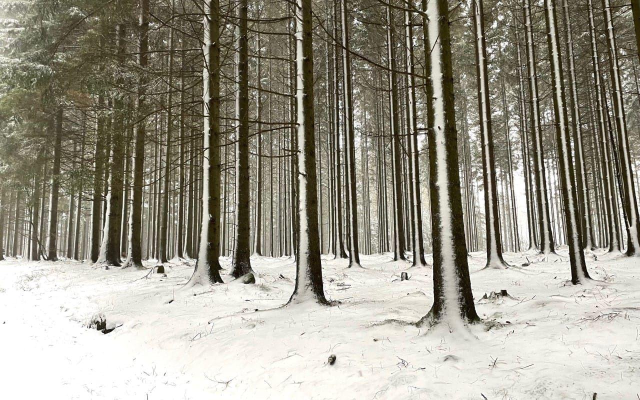 Granskog vid Skärsjön.