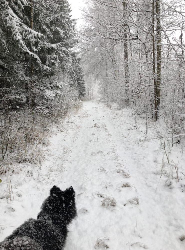 Finska lapphunden Casper njuter av en underbar dag på Forsslingan.