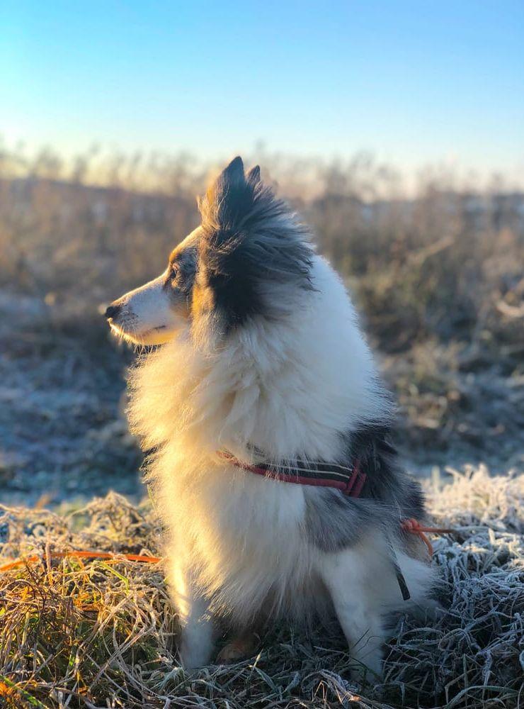 Hunden Oskar en vacker dag på Smarholmen.