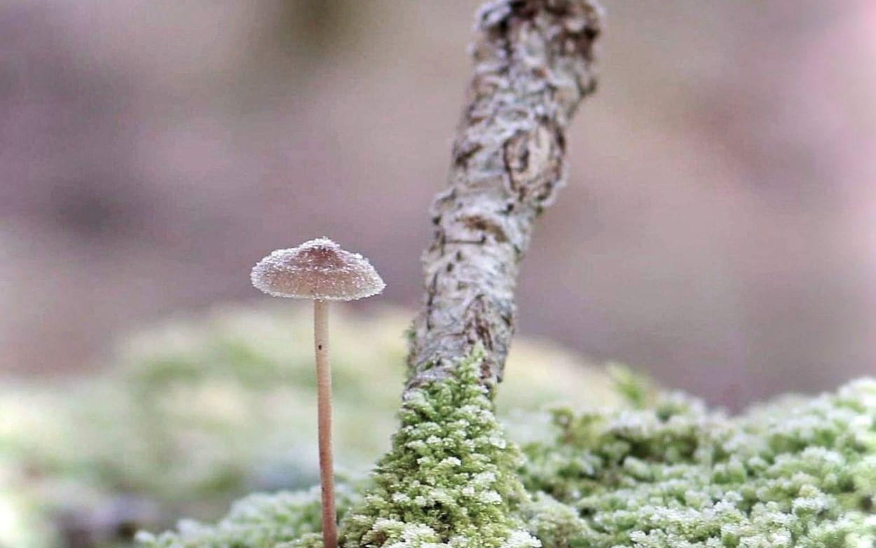 En svamp som står emot frosten i Varlaskogen.