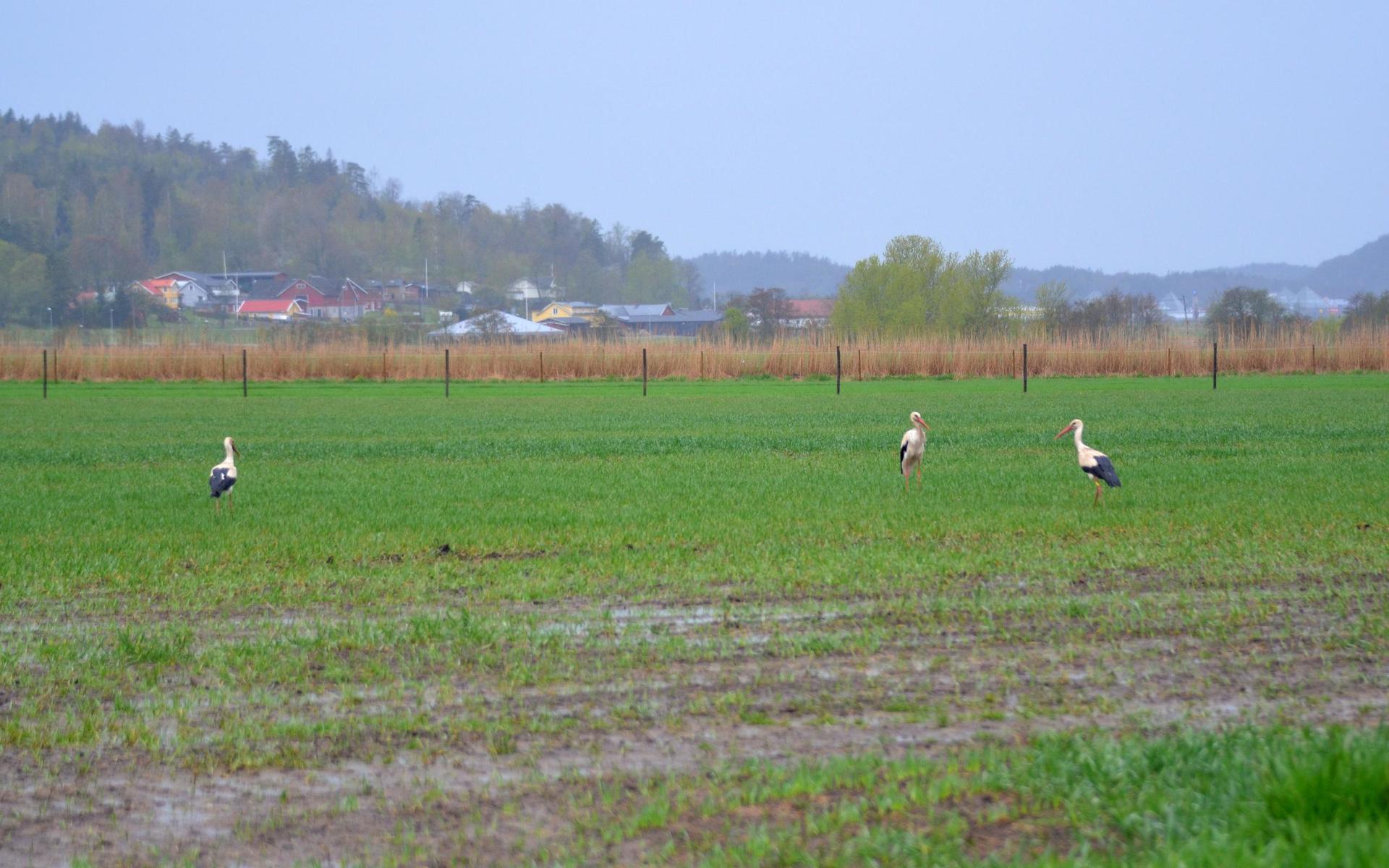 En av storkarna är märkt med en gul ring. Foto: Lars-Åke Andersson