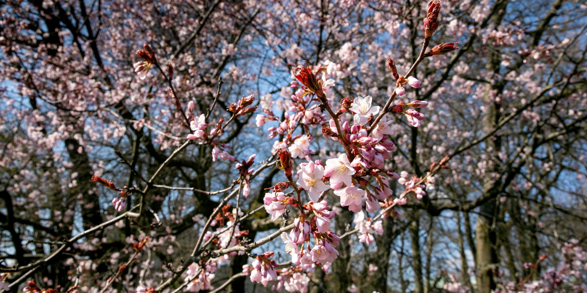  Sedan 19 april är det meteorologisk sommar i Kungsbacka. 