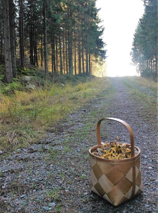 Liana Dahlqvists bild från svamppromenaden i skogen i närheten av Violgatan i Kungsbacka får även den ett hedersomnämnande.